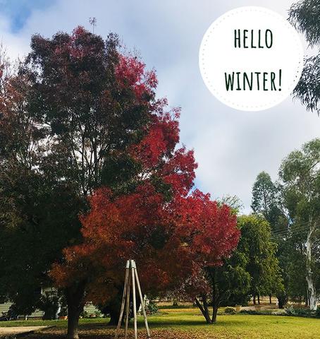 Winter at Woolerina